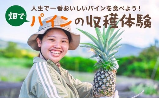 畑でパインの収穫体験 人生で一番おいしいパインを食べよう！ | 沖縄 石垣 パイナップル パイン 収穫体験