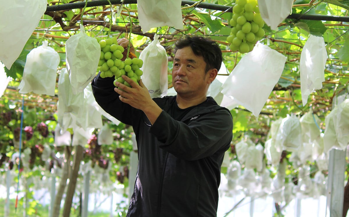 美味しいシャインマスカットをお届け♪