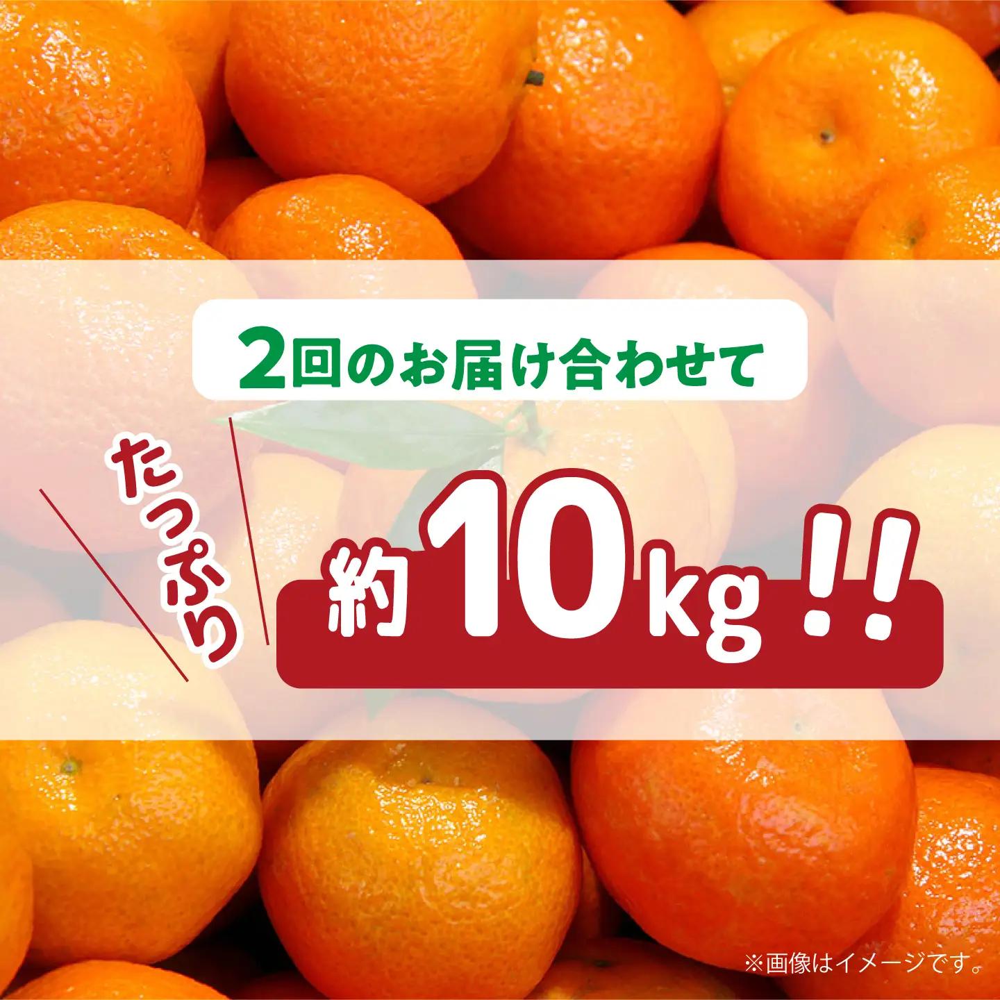 【2026年12月-発送】【大満足！ 2回 定期便 】温州みかん 約5kg / みかん 定期便 ミカン 蜜柑 長崎県産みかん 糖度 果物 くだもの 果物定期便 フルーツ ふるーつ フルーツ定期便 旬 