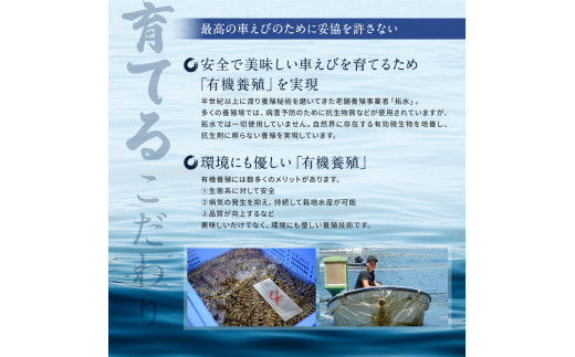 種子島 産 【３L 】 車えび （250ｇ×2＝500ｇ）　NFN553　325ｐｔ // 安全 元気 食べ応え抜群 ジャンボサイズ 真空パック 加熱用 特大サイズ 見栄え 活きえび 生エビ 新鮮 黒