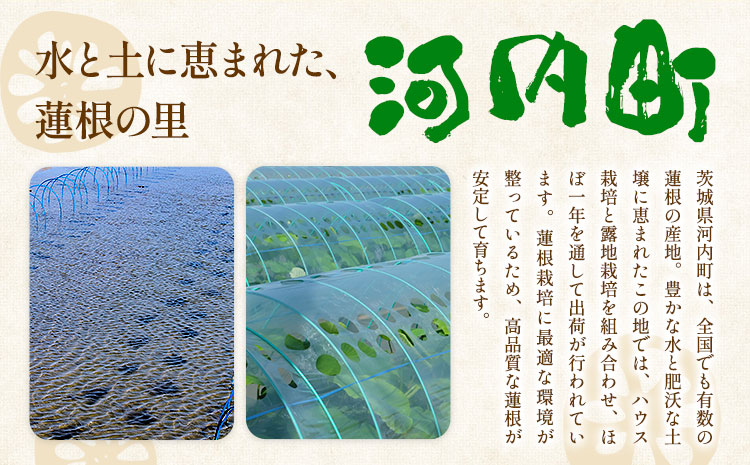蓮根 1kg まちづくり河内株式会社かわち夢楽《30日以内に出荷予定(土日祝除く)》 茨城県 河内町 蓮根 れんこん レンコン 野菜---kawachhi_mura_21_1kg---