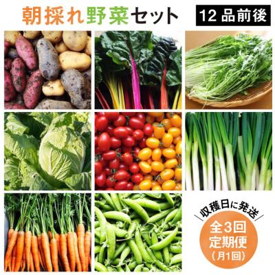 ふるさと納税 糸島市 【全3回定期便】糸島産 朝採れ野菜セット(12品前後) オーガニックナガミツファーム[AGE024]