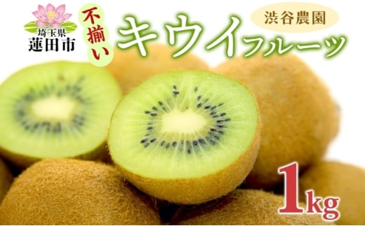 渋谷農園 キウイフルーツ (グリーン) 不揃い 1kg以上 訳あり キウイ グリーン グリーンキウイ フルーツ 栄養 ビタミンC 食物繊維 酵素 カリウム 葉酸 ビタミンE 低カロリー 果実 果物 お取り寄せ ご当地 送料無料 埼玉県 蓮田市