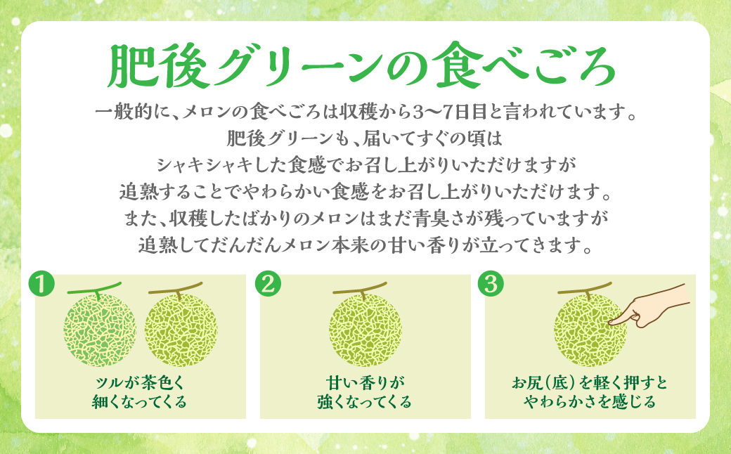 【先行予約】【2025年5月中旬より順次発送】熊本県産 肥後グリーンメロン 2玉 4L以上（合計4Kg以上）