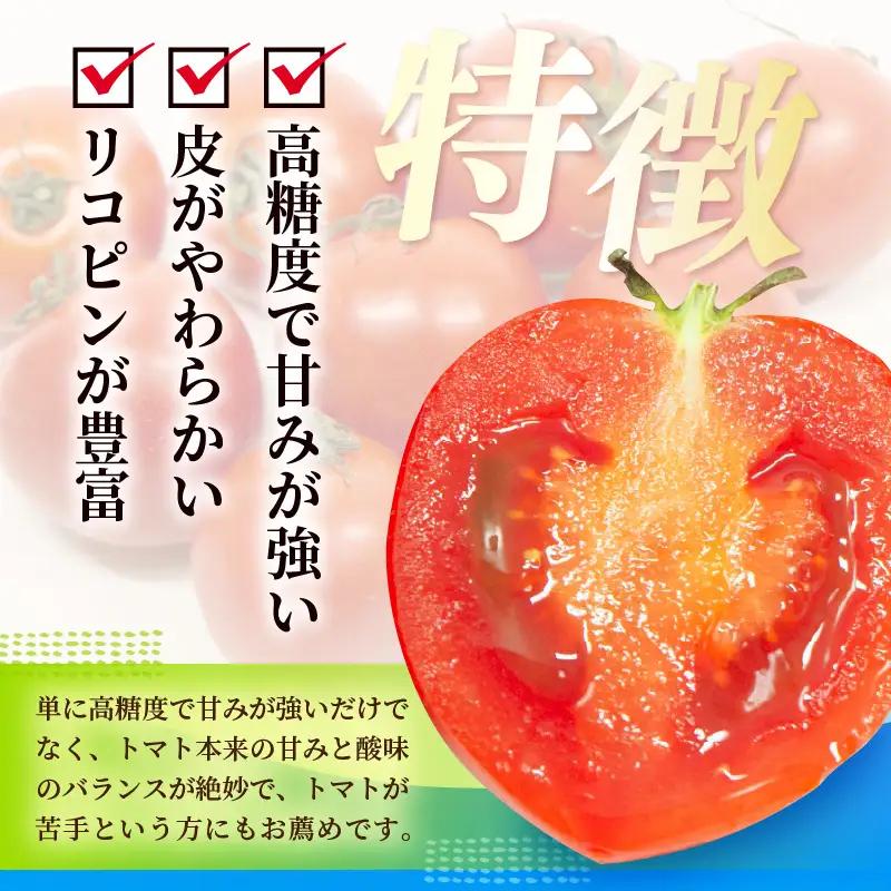 定期便 2ヶ月連続お届け フルーツトマト 越のルビー 1kg（10月～11月） 化粧箱入り 2026年10月上旬以降順次発送 とまと 野菜 [A-19106]
