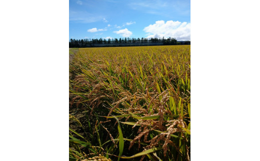 【令和5年産】北海道岩見沢産くすのきファームのおぼろづき玄米（5Kg）【34104】
