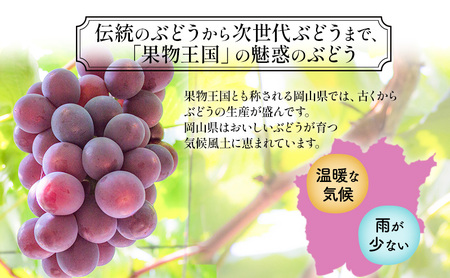 【2026年先行予約】 【特撰】ぶどう 岡山県産 ニューピオーネ ( 種無し )約1kg(2房)  《2026年8月下旬-9月中旬頃出荷》 葡萄 ブドウ フルーツ 果物 スイーツ 数量限定 期間限定