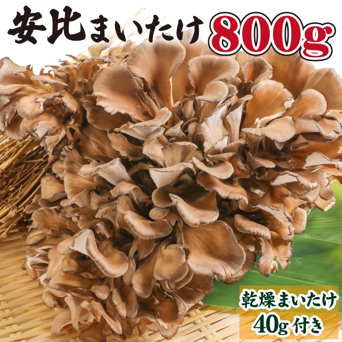 V-001-A 生まいたけ丸ごと一株 約800g・乾燥まいたけ 20g×2【安比まいたけ】