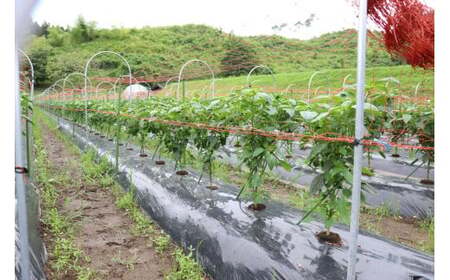 【先行予約】 苦みの少ない獲れたて新鮮ピーマン 約1kg 【 産地直送 料理 野菜 岩手県 陸前高田市 Farm Koganeyama 】2025年7月から発送予定 RT2759