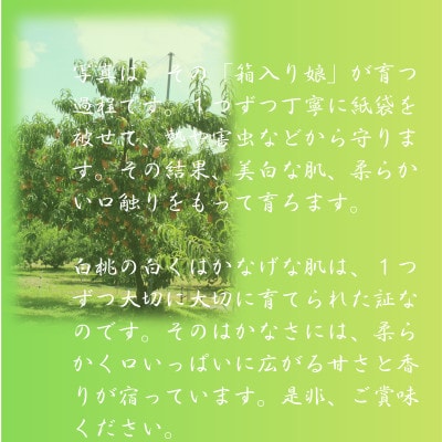 2026年予約受付　岡山県産　夢白桃　3玉(エース)【配送不可地域：離島】【1672001】