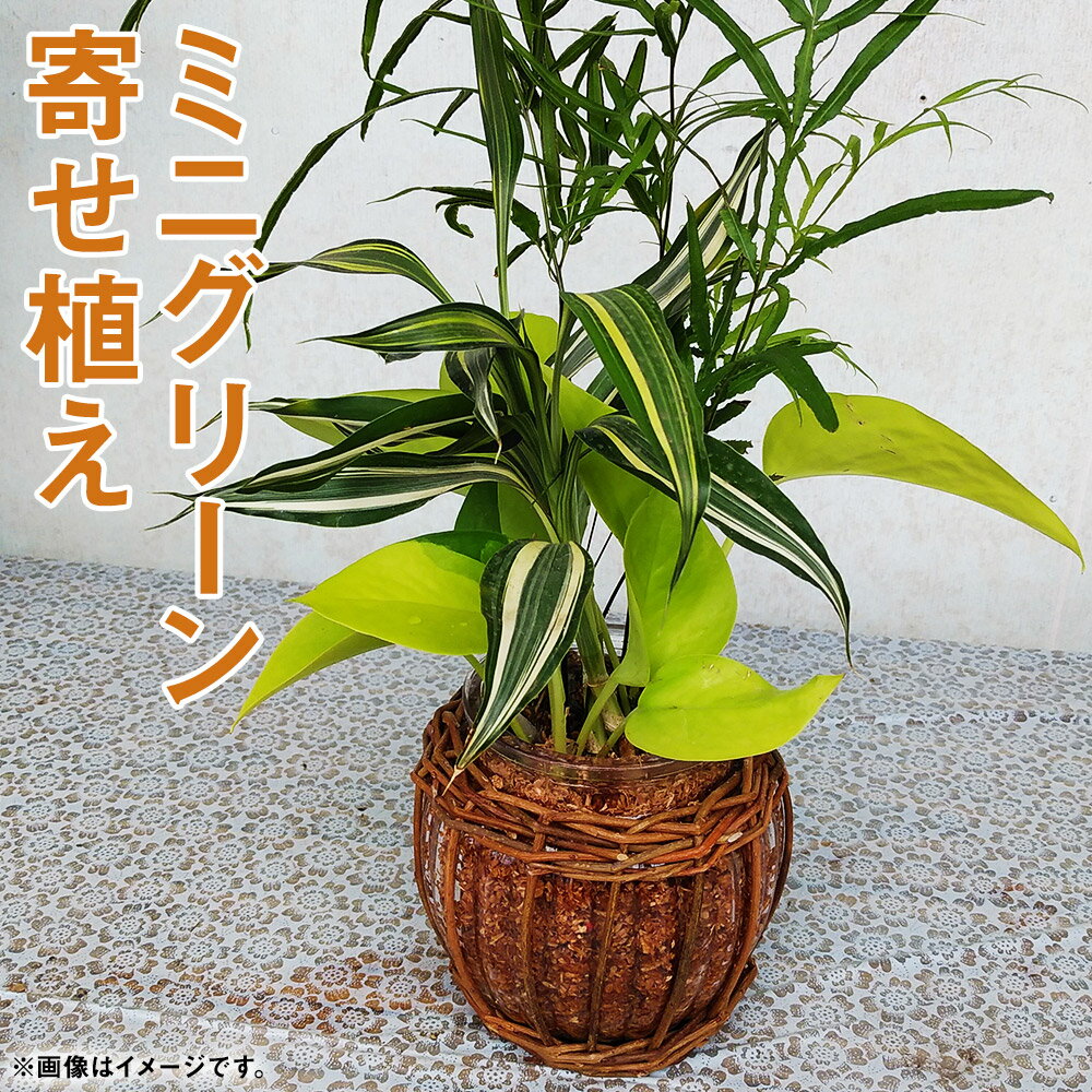 【ふるさと納税】ミニグリーン寄せ植え bring green 観葉植物 植物 インテリア ガーデン 雑貨 エコ素材 贈物 プレゼント 送料無料《90日以内に出荷予定(土日祝除く)》
