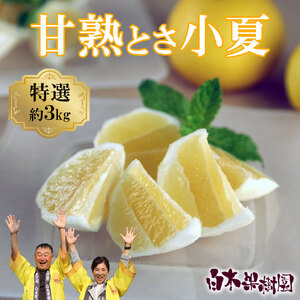 ＜先行予約＞甘熟とさ小夏 約3kg S～Lサイズ 特選品 贈答用 果物 柑橘 フルーツ こなつ 小夏 すくも小夏 宿毛小夏 みかん 高知県 土佐市 お取り寄せ 産地直送 おいしい 美味しい ギフト
