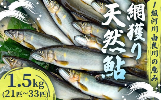 【2025年夏発送】 天然鮎 網獲り 約1.5kg（約21匹～33匹）【 由良川の網獲り 由良川漁協 鮮魚 生魚 活魚 あゆ 鮎 新鮮 魚 さかな 直送 舞鶴 京都 魚介 川魚 塩焼き 生あゆ 】