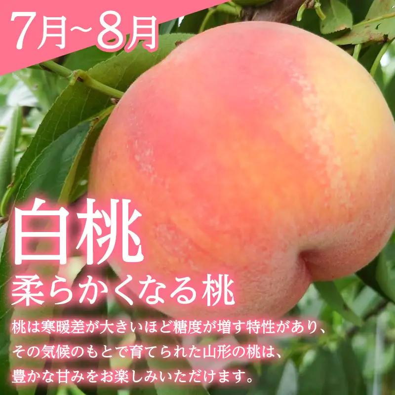【定期便3回】みのりの山形～紅秀峰を味わう食べつくし定期便～ くだもの 果物 フルーツ 山形 山形県 山形市 FY23-907