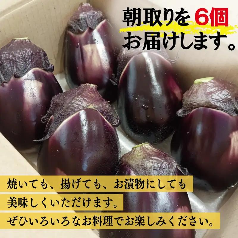 【お中元対応】泉州 泉佐野市産 ハウス水なす 6個