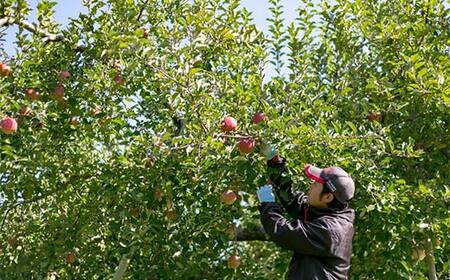 ＜先行予約＞福島県産 甘くてジューシー 桃 あかつき 5kg （18玉～25玉） もも フルーツ 果物 F6Q-298