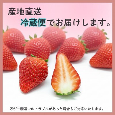 【2027年先行受付】静岡県磐田市 いちご 紅ほっぺ 約260g×4パック【配送不可地域：離島・北海道・沖縄県】