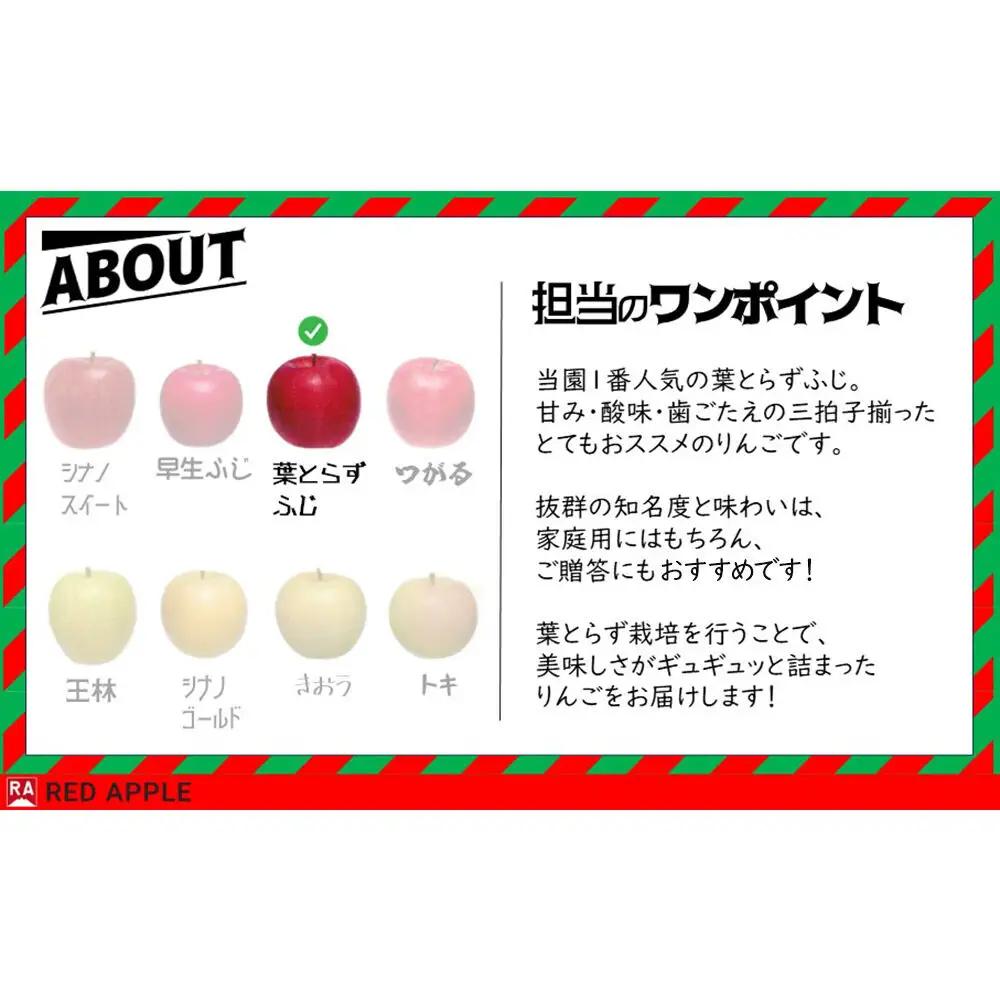 りんご 葉とらずふじ 約5kg【贈答用】りんご