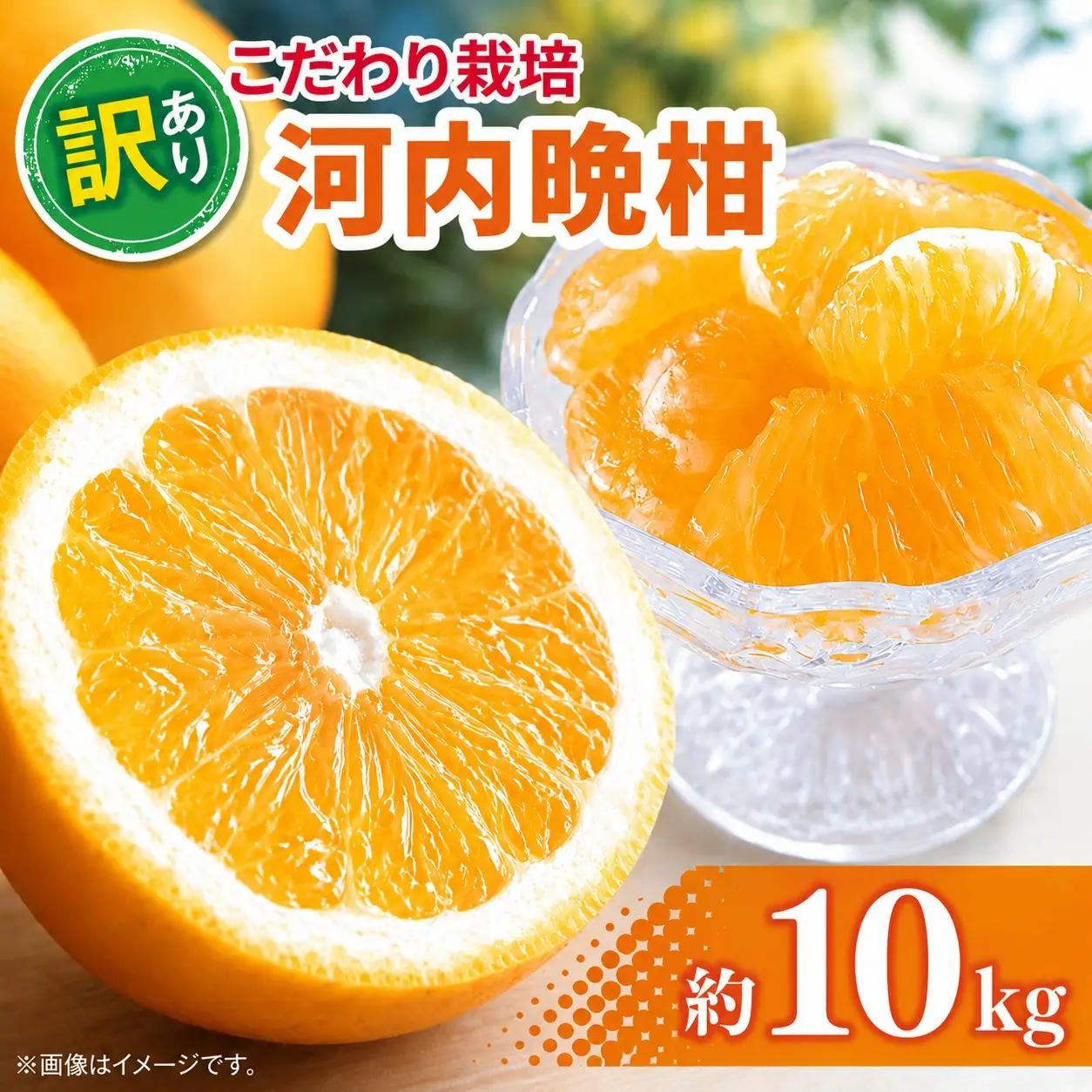 訳あり 河内晩柑 約10kg