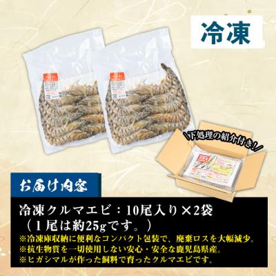 ふるさと納税 いちき串木野市 鹿児島県産!冷凍クルマエビ 500g 10尾(25g/尾)×2袋!活き車海老を急速冷凍しました♪ |  | 01