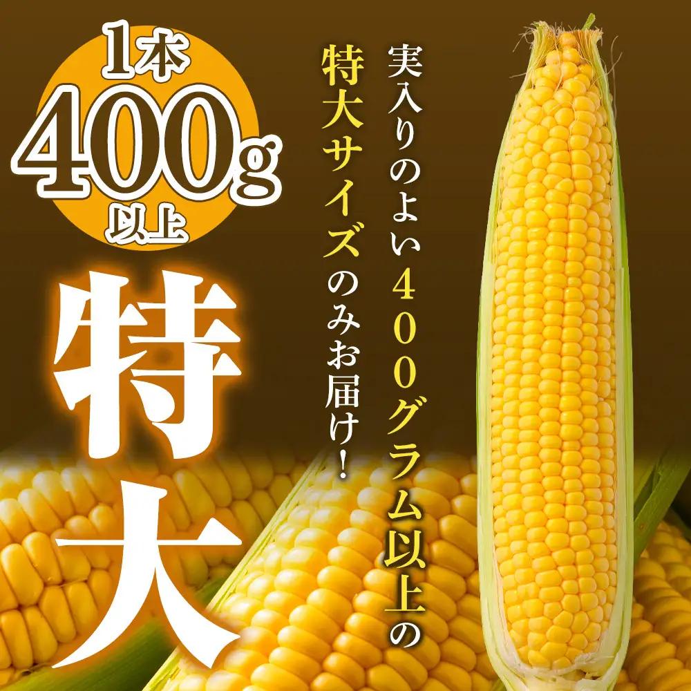 地元テレビで紹介!【先行予約】糖度18～19度! 北海道旭川産朝採れスイートコーン約5kg (2026年8月中旬発送開始予定) | とうもろこし _05256