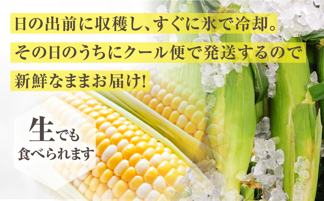 渥美半島産　寺田さんちのとうもろこし　バイカラー 10本～12本 約4kg とうもろこし デザート 農家直送 送料無料 朝採れ コーン 野菜 キャンプ BBQ バーベキュー おやつ 田原市 渥美半島 