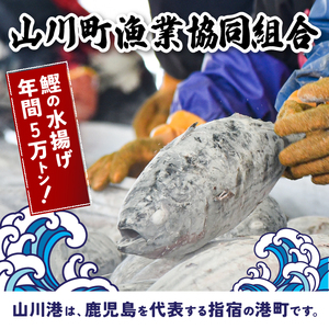 全３回定期便 6種のすり身定期便 あつあつさつま揚げ 山川町漁協 IBZ039-001 定期便 定期便 