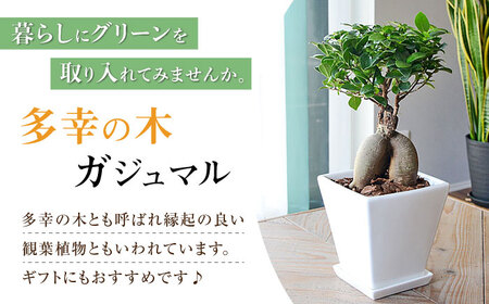観葉植物 ガジュマル 多幸の木 ホワイトスクエア 陶器鉢  / 観葉 植物 インテリア おしゃれ プレゼント / 大村市 /琴花園[ACYK018]