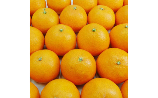 【2026年11月末下旬～12月下旬発送予定】訳あり あいか 愛果28号 (紅まどんな と同品種)  約4kg | みかん 柑橘 訳あり 不揃い 愛媛県 松山市