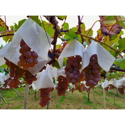 ふるさと納税 韮崎市 千葉ぶどう園　白ワイン S452 甲州　750ml×1本 |  | 01