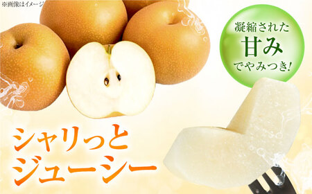 稲田ペアファームのあきづき梨 5～6玉 〈2026年9月～発送〉 ／ フルーツ 果物 くだもの 食品 人気 おすすめ 送料無料 梨 なし 秋月 人気 甘い デザート 贈り物 果汁 【株式会社内子フレッ