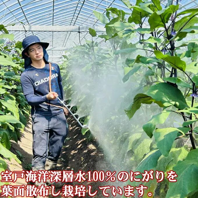 農家直送　土佐の美味茄子の新鮮ナス　４．５kg　（室戸海洋深層水にがり使用） 野菜 なす ナス 常温 小袋 国産 夏野菜 茄子 小分け 旬  高知 15000