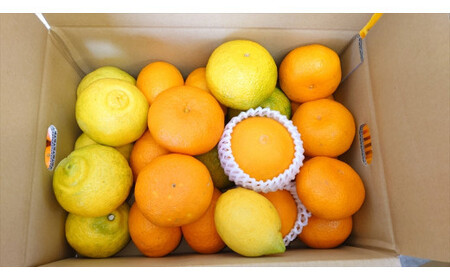 【先行予約】3月おすすめ柑橘詰め合わせ５kg箱＜出荷開始：2025年3月15日~3月31日＞【 フルーツ 神奈川県 小田原市 】