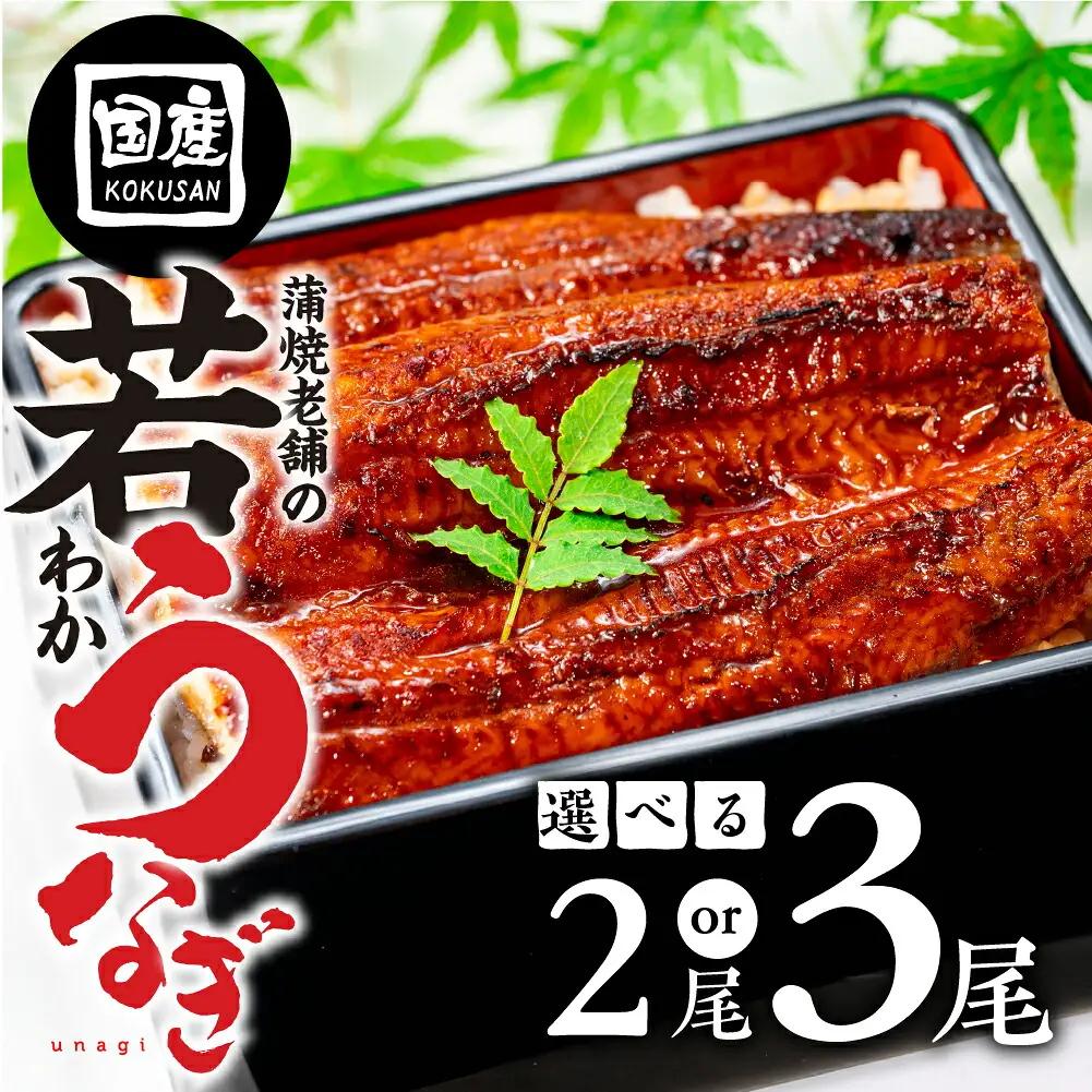 国産若うなぎ 3尾 蒲焼 うなぎ