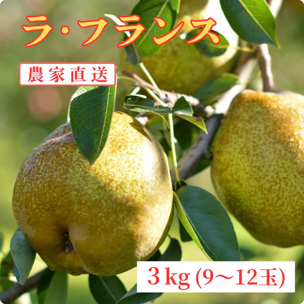 【ふるさと納税】ラ・フランス 洋梨 3kg 9～12玉 秀品 農家直送 山形県 朝日町産 山形産 山形 特産 産地直送 果物 フルーツ ラフランス 秋 送料無料