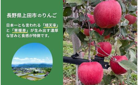 秋映　5kg　りんご リンゴ 林檎 果物 フルーツ 長野