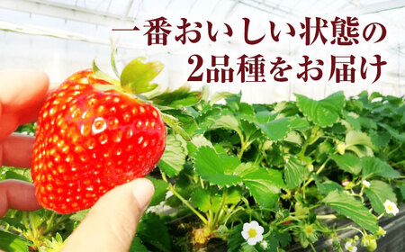 いちご 【3回定期便】 いちご 2品種 食べ比べ セット [ANFX002] いちご