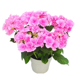 【先行予約】 母の日に！ アジサイピンク 赤 系 5号 2026年5月から順次発送 オンライン決済限定 花 花