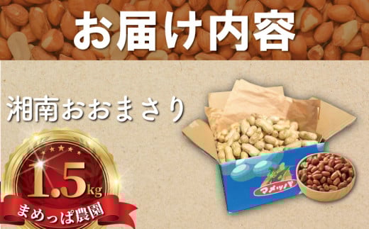 ピーナッツ 落花生 1.5kg 先行予約 【2025年9月以降発送】 らっかせい 生落花生 おおまさり ゆで落花生 用 塩茹で 塩ゆで 大粒 ナッツ 豆 まめ マメ 採れたて とれたて 新鮮 旬 甘い