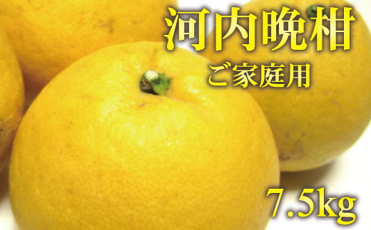 【2026年4月上旬～5月下旬発送】【和製グレープフルーツ】有田育ちの河内晩柑(ご家庭用)　約7.5kg【ard029C】