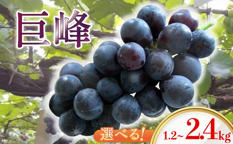 
                  2026年発送 福岡県柳川市産 巨峰 300g 4～8パック（1.2kg～2.4kg）

                