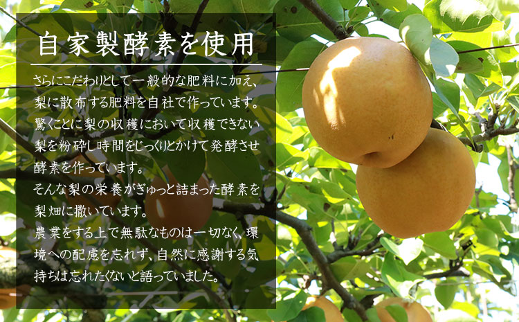 大渕観光梨園の完熟梨 (あきづき 新高梨 新興梨) 秀品 約3kg (5～8玉) 《8月下旬-11月下旬頃出荷》---sn_obuchinasi_p811_21_8000_3kg---st-p
