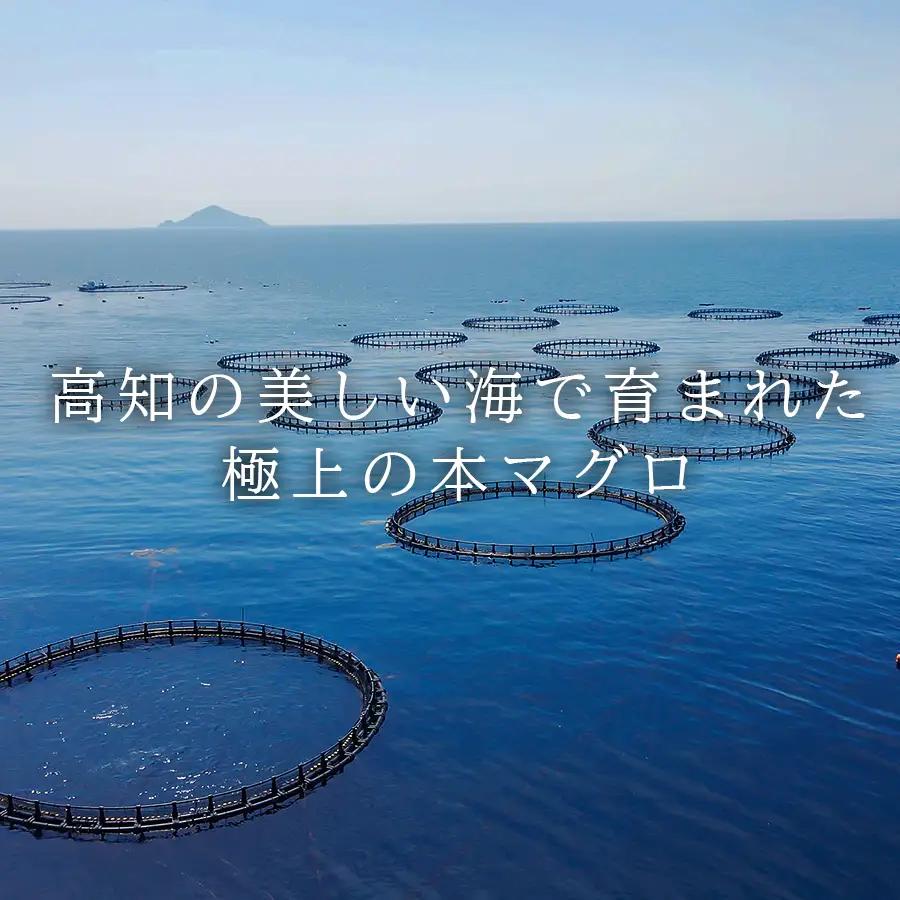 国産 養殖本マグロ3種盛 大トロ 中トロ 赤身 600g 刺身用 冷凍 柵 ギフト 贈答 産地直送