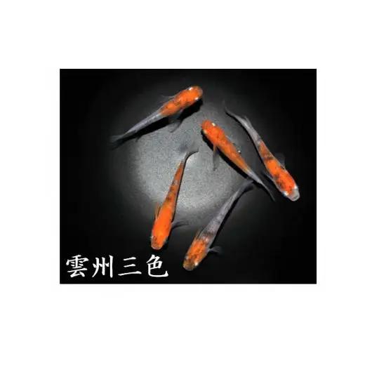 メダカ「雲州三色」2ペア