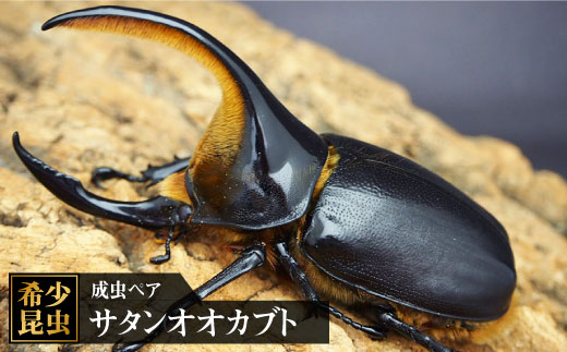 
                  サタンオオカブト成虫ペア【ドルクス佐賀】吉野ヶ里町 [FBS002]
                