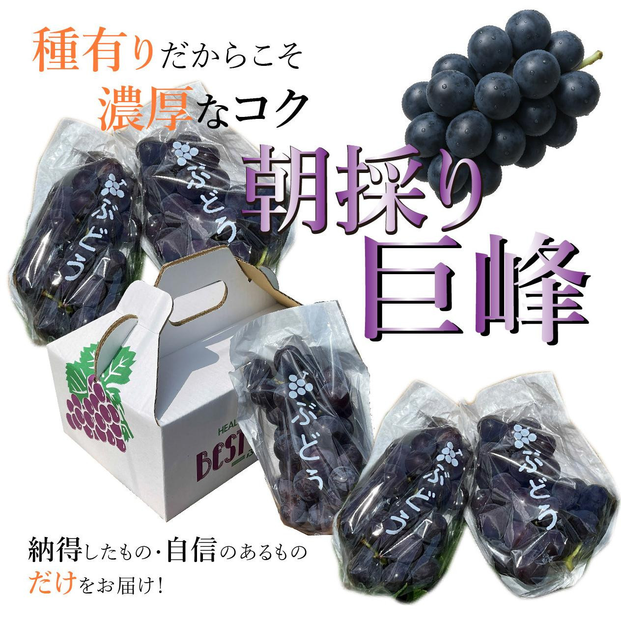 先行予約【8月下旬発送開始 巨峰 4～6房（ 2kg 以上）朝採れ 新鮮 減農薬　和歌山県　巨峰村　農園直送