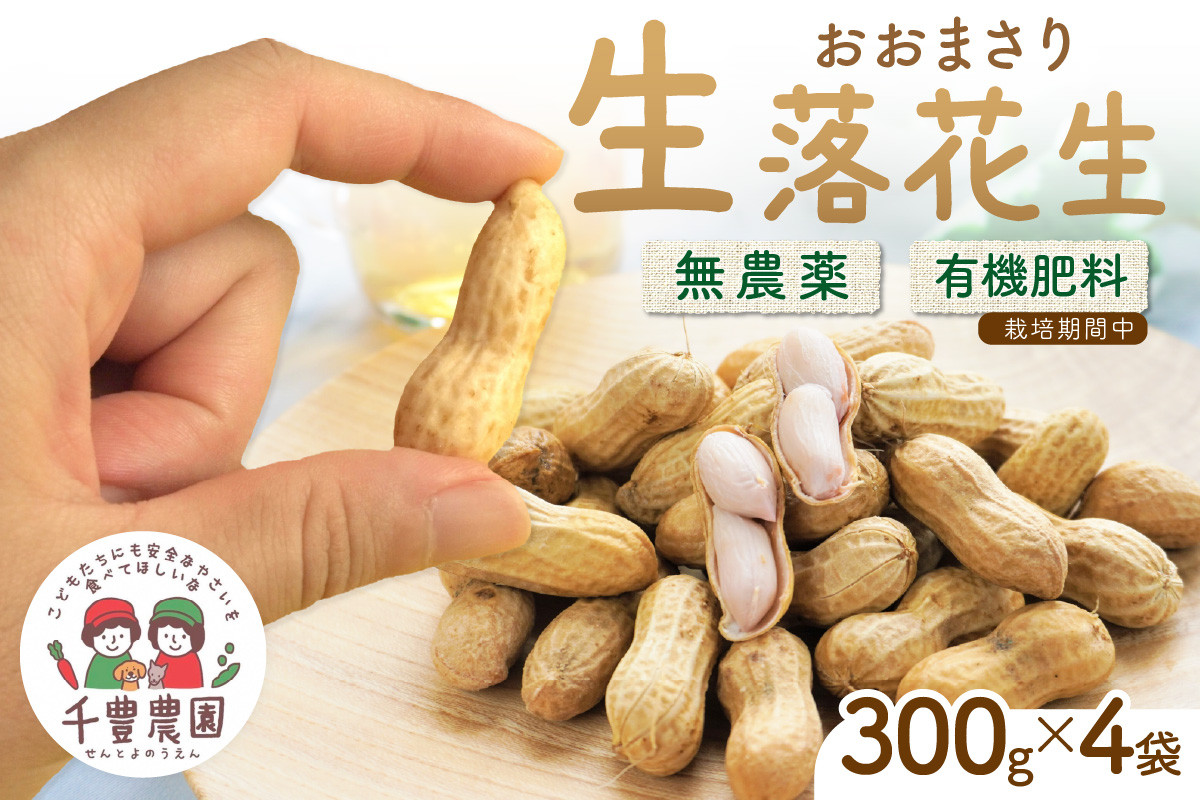 
【先行予約/数量限定100】農家直送　生落花生(おおまさり)　300g×4袋　レシピ付き　野菜 新鮮 直送 おつまみ おやつ ピーナッツ 栽培期間中 農薬不使用 有機肥料 生 落花生 希少 大きい 塩ゆで 殻付き バタピー 無塩 ピーナツ 送料無料　SJ00006
