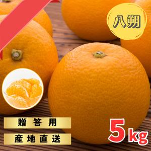 【ふるさと納税】木なりはっさくみかん 贈答用特選 5kg箱入【WS7】 | みかん 蜜柑 フルーツ 果物 くだもの 食品 人気 おすすめ 送料無料