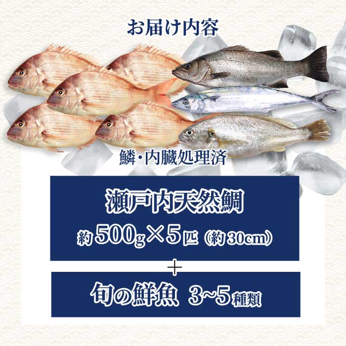 瀬戸内産 天然鯛 約2.5kg（500g×5匹/鱗・内臓処理）・鮮魚3～5種 詰め合わせ 地魚 鯛 天然鯛 真鯛 天然 鮮魚 下処理済 瀬戸内 広島県 三原市 154008
