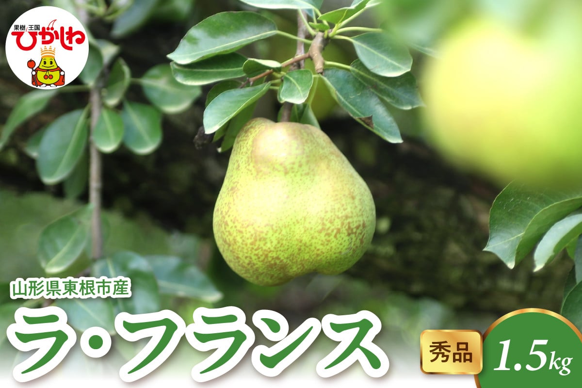 
            2025年産 ラ・フランス1.5kg（3-7玉） 秀品 山形県 東根市 hi082-019-1
          